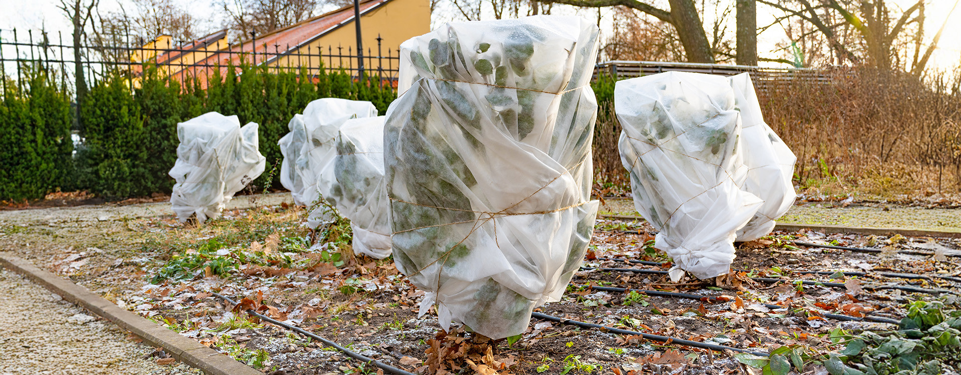 Jak zabezpieczyć krzewy przed zimą?