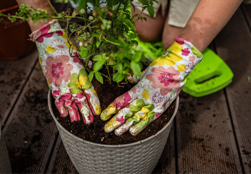 Pielęgnacja roślin balkonowych latem – praktyczny poradnik z produktami STALCO