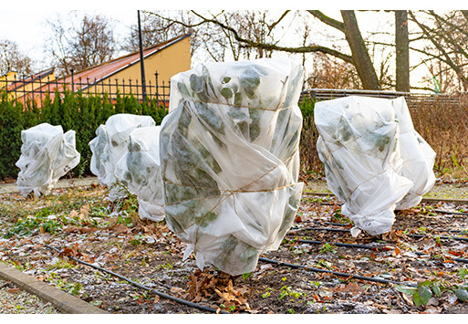 Jak zabezpieczyć krzewy przed zimą?